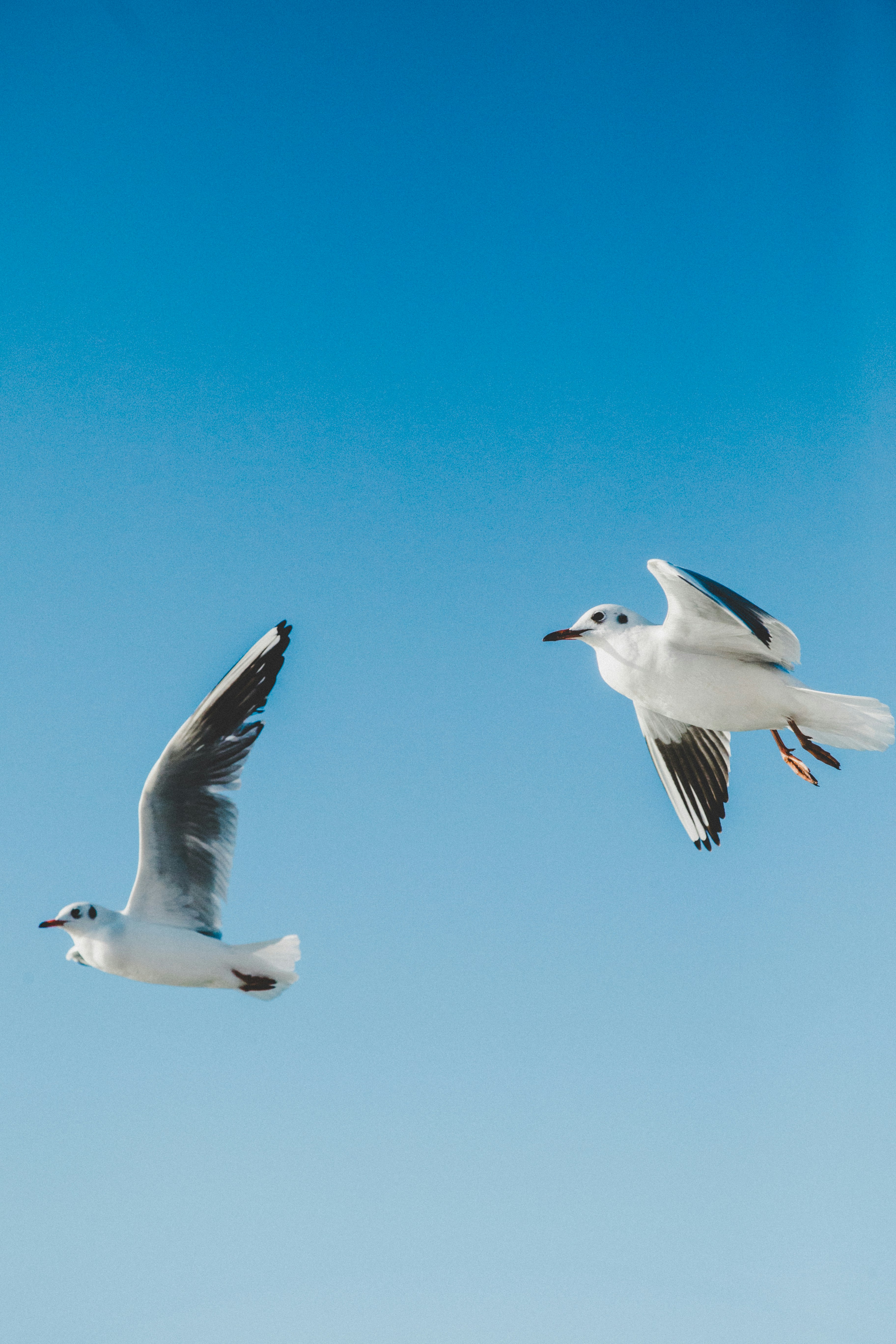 white and black seagull mid air